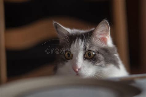 Portrait Shot Of A Grey Cat With Wide Open Eyes Stock Photo Image