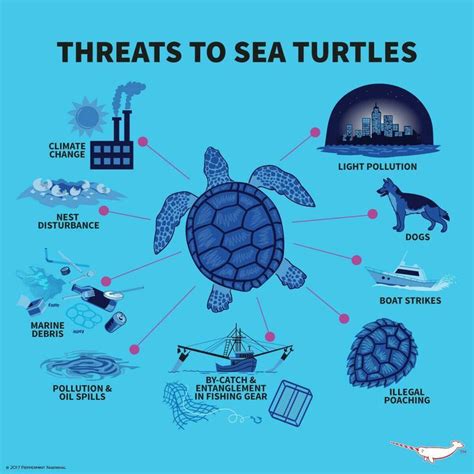Sea Turtle Infographic Sea Turtle Facts Save The Sea Turtles Turtle