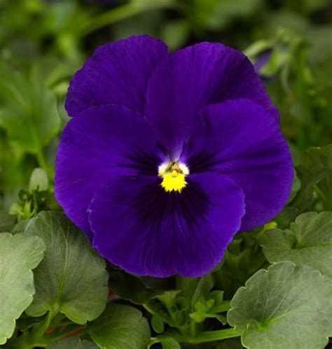 Pansy Delta Premium Deep Blue Green Valley Garden Centre