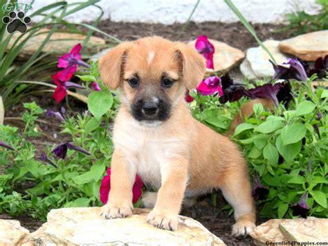 The basset hound can be a good dog for novice owners, but are somewhat difficult to train. Cairn Terrier Mix Puppies for Sale - Cairn Terrier Mix ...