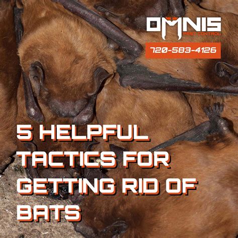 Getting Rid Of Bats Omnis Pest Control