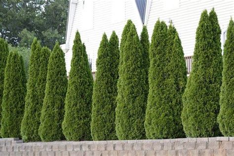 10 Fast Growing Evergreen Trees For Privacy ~ Garden Down South