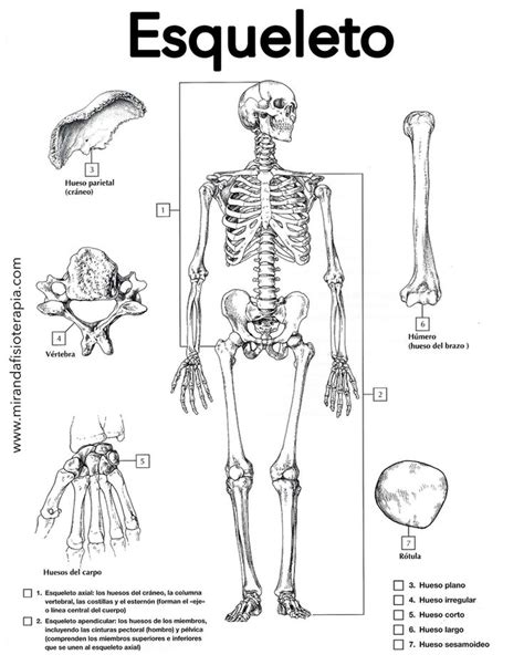 Para Colorear Del Esqueleto Anatomía Del Esqueleto Humano Dibujo Del