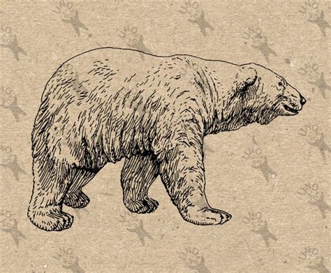 Polar Bear Vintage Retro Drawing Image Instant Download Etsy