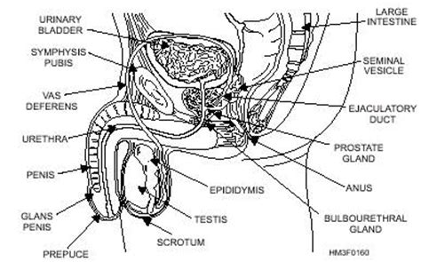 These organs are located on the outside of the body and within the pelvis. The male reproductive system