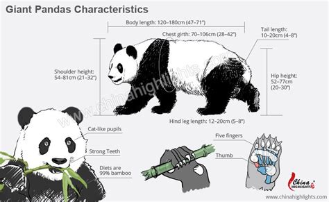 Body Parts Giant Panda Diagram Giant Panda Habitat Suitability
