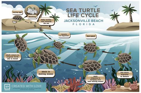 Life Cycle Of A Loggerhead Turtle