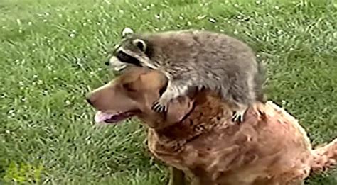 These Dogs Best Friends Are Rescued Raccoons Life With Dogs