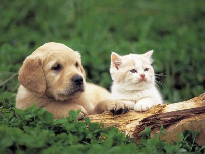 Cute cats and dogs pics. Most Interseting: Cute cats and dogs