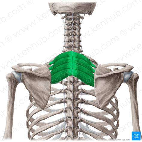 Serratus Posterior Muscles Anatomyfunction Innervation Kenhub