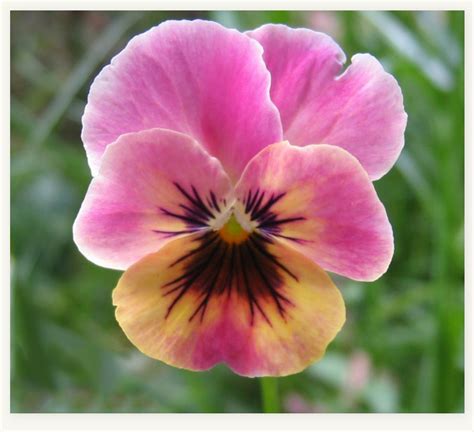 Pin By Lucy At Patina Paradise On Pansies And Violas Pansies Flowers
