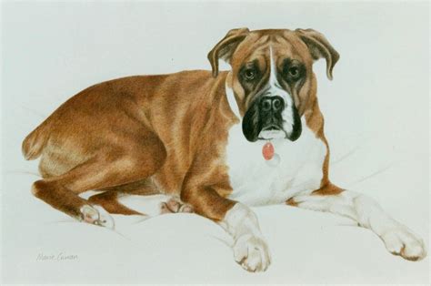 Colour Pencil Drawing Boxer Dog Dogs Color Pencil Drawing Drawings