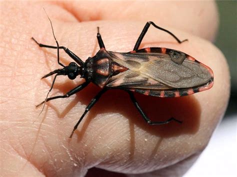 How To Kill Kissing Bugs Green Packs