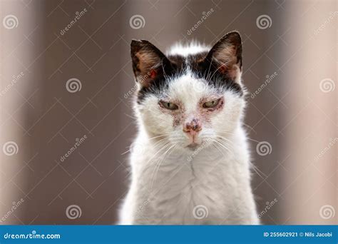 Sick Stray Cat Portrait In Palma De Mallorca Spain Stock Image Image