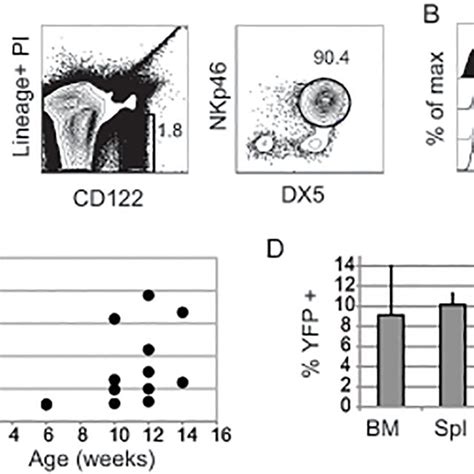 Gzmb Cre Rosa Eyfp Mice Have A Low Frequency Of Yfp Mnk Cells Download Scientific