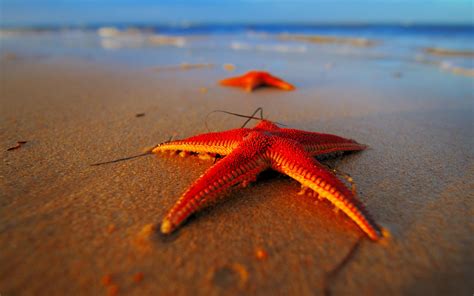 Starfish Wallpapers Top Free Starfish Backgrounds Wallpaperaccess