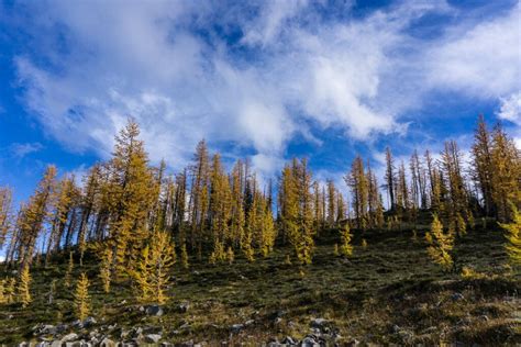 Frosty Mountain Larches Fall Hiking Guide Happiest Outdoors