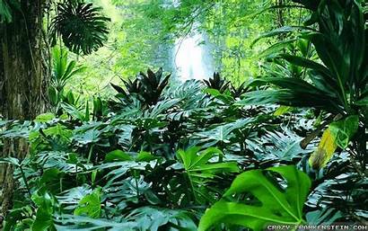Tropical Forest Rainforest Summer Wallpapers Desktop Jungle