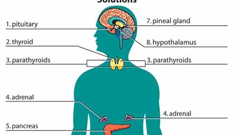 Answers: Endocrine System | Endocrine system, Endocrine, Human body systems