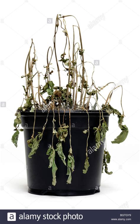 To be honest, the diagnosis is not great, but this option will give you the best chance of saving some portion of the original plant. Dying Plant Pot Stock Photos & Dying Plant Pot Stock ...