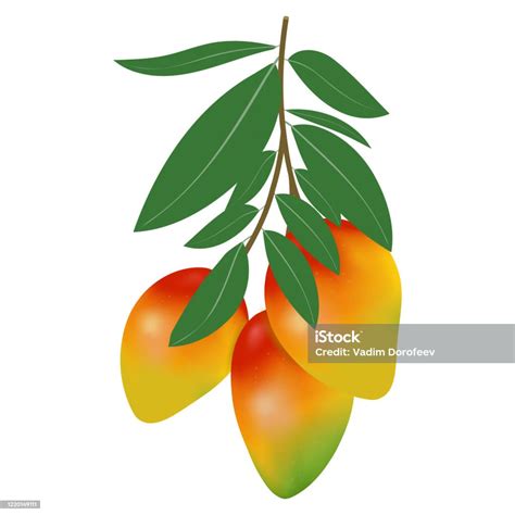 Vector Illustration Of Mango On A White Background Several Mangoes On A