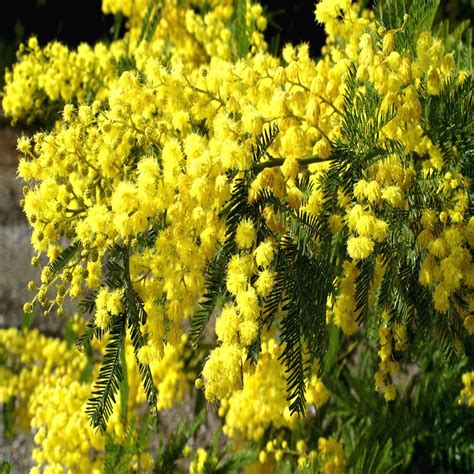 10 Formosan Koa Tree Seeds Acacia Confusa Fast Growing Flowering Exotic Plant Ebay