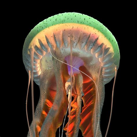 3d Purple Striped Jellyfish Pelagia Noctiluca Turbosquid 1442554