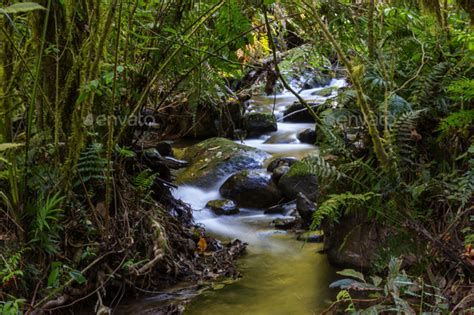 Creek In Jungle Stock Photo By Galynaandrushko Photodune