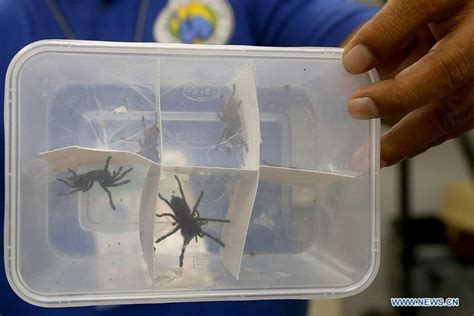 Philippine Customs Seize 757 Live Venomous Spiders From Poland Xinhua Englishnewscn