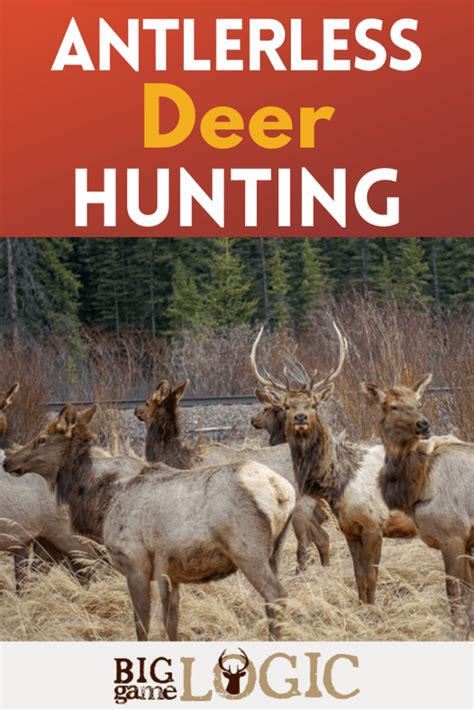 Antlerless Deer Hunting