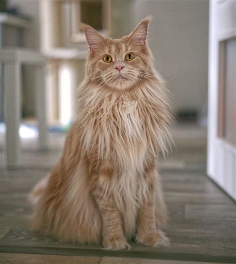 Maine Coon Cat Size How Big Are They