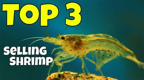 The Top Three 3 Best Selling Shrimp In Our Hobby YouTube