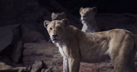 An unusual relationship forms as she becomes his protégée and learns the assassin's trade. En la naturaleza, la protagonista de "El rey león" sería ...