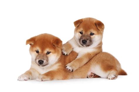Shiba inu is a decentralized form of digital asset/cryptocurrency. The Cost of Shiba Inu Puppies & Adult Dogs (with ...