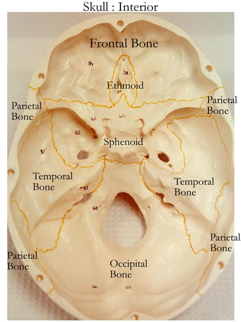 Biology 2404 Aandp Basics Anatomy And Physiology Dental Anatomy Basic