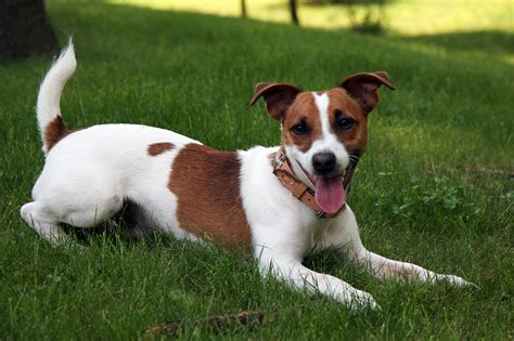 Jack Russell Terrier Dog Breeds Galleries