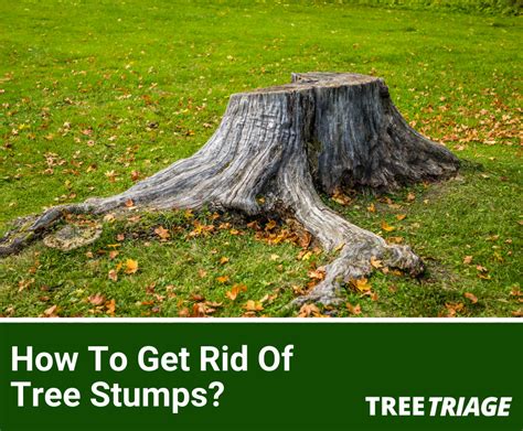 How To Get Rid Of Tree Stumps