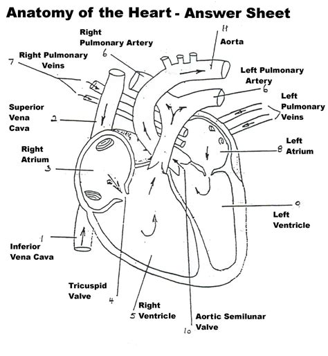 The Heart And Circulatory System Worksheet