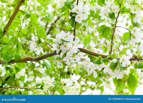 Gałęzie Jabłoni Białe Kwiaty świeże Zielone Liście Zamazane Tło