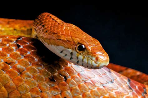 Snakes are one of the world's most feared animals. Corn Snake Care Guide & FAQ - Neeness