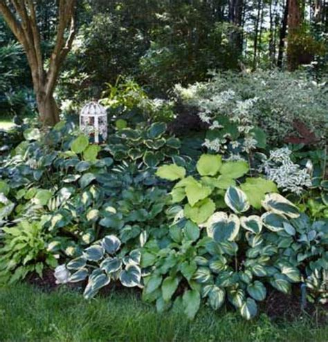 Pin by Rachelle Kofford on Beautiful Gardens | Shade garden design, Shade garden, Shade garden 