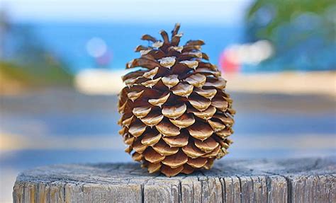 Pine cones are a wonderful natural decoration. 10 Natural Items You Can Craft into Home Decor - Decor by ...