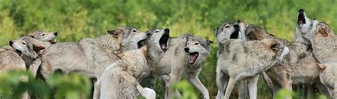 62 Interesting And Fun Wolf Facts