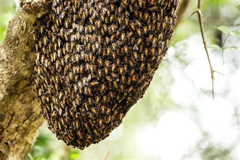 Amphan Lockdown Amplify Sunderban Honey Collectors Woes The Statesman