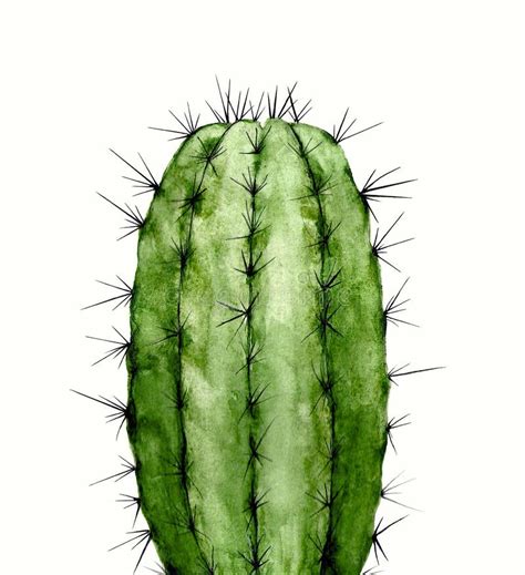 Illustration Cactus Watercolor Botanical Stock Illustration