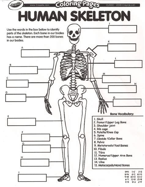 The human hand, including the wrist, contains 54 bones. Collection of Human Skeletal System Worksheets ...