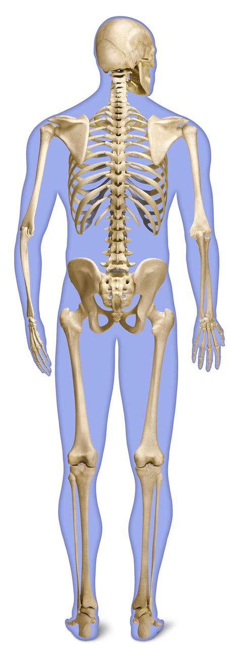 Bone Anatomy Back