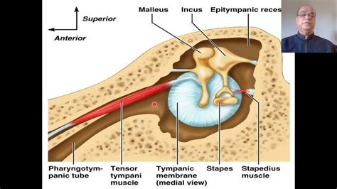 Eustachian Tube Anatomy And Physiology Eustachian Tube Functions