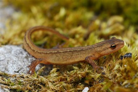 Crazy And Fun Facts About The Common Newt Animal Encyclopedia