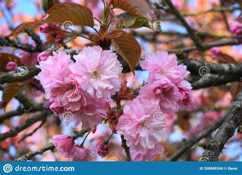 Showy And Bright Prunus Kanzan Japanese Flowering Cherry Double Layer